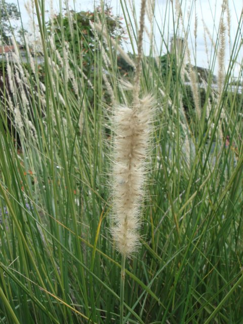 Pennisetum macrourum fleur